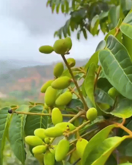 1759983938940748.gif 1759983938940748.gif