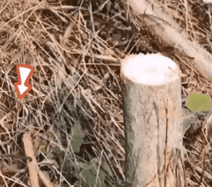 1760492222774052.gif 1760492222774052.gif