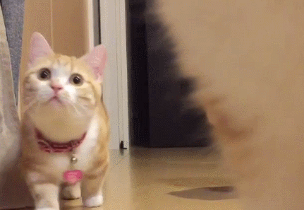 1760666387448953.gif 1760666387448953.gif